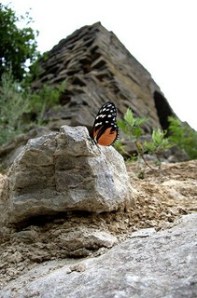 butterfly_mountain (Copy)